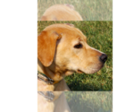 Small #9 American Pit Bull Terrier-Labrador Retriever Mix