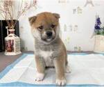 Small Photo #2 Shiba Inu Puppy For Sale in DALLAS, TX, USA