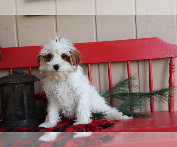 Medium Photo #4 Cavapoo Puppy For Sale in SHILOH, OH, USA