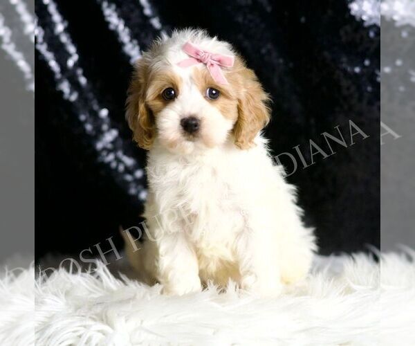 Medium Photo #1 Cavapoo Puppy For Sale in WARSAW, IN, USA