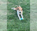 Small #1 Labrador Retriever Mix