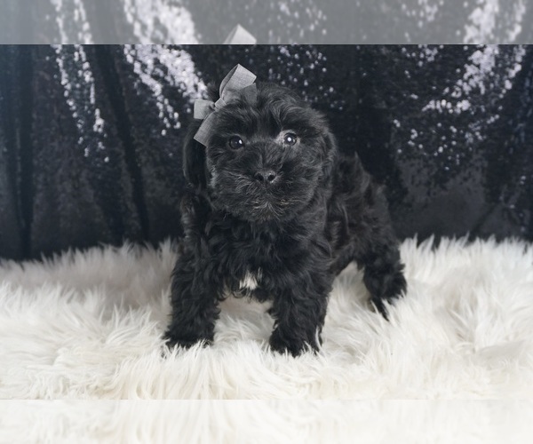 Medium Photo #6 YorkiePoo Puppy For Sale in WARSAW, IN, USA