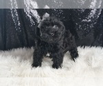 Small #5 YorkiePoo