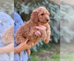 Small Photo #8 Goldendoodle-Poodle (Standard) Mix Puppy For Sale in WEST ALEXANDRIA, OH, USA