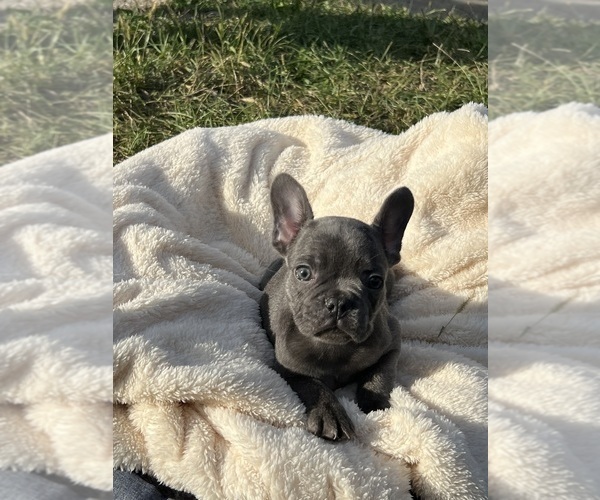 Medium Photo #6 French Bulldog Puppy For Sale in CINCINNATI, OH, USA