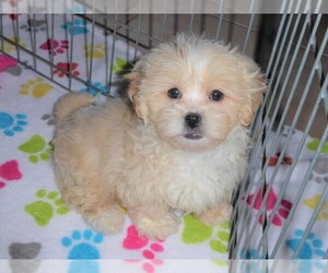 Shih-Poo-ShihPoo Mix Puppy for sale in ORO VALLEY, AZ, USA
