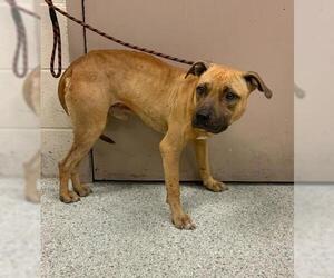 American Pit Bull Terrier-Unknown Mix Dogs for adoption in Conroe, TX, USA