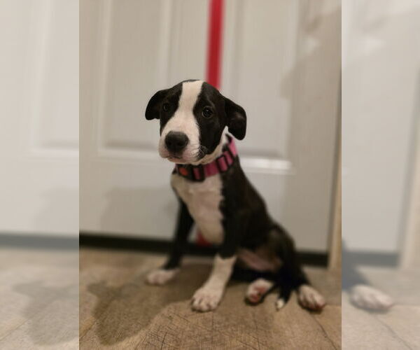 Medium Photo #2 Mutt Puppy For Sale in New London, WI, USA