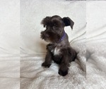 Small #5 Schnauzer (Miniature)
