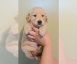 Small Photo #9 Golden Retriever Puppy For Sale in SALISBURY, NC, USA