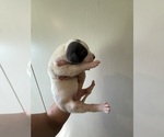 Small Photo #29 Great Dane Puppy For Sale in HALLETTSVILLE, TX, USA