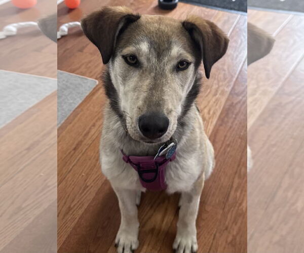 Medium Photo #7 Mutt Puppy For Sale in Minneapolis, MN, USA