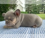 Small #4 French Bulldog