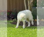 Small #3 Great Pyrenees
