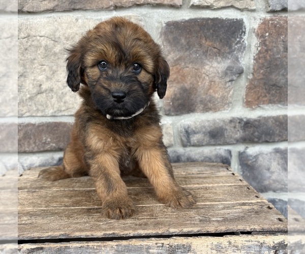Medium Photo #2 Whoodle (Miniature) Puppy For Sale in MIDDLEBURY, IN, USA