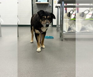 German Shepherd Dog Dogs for adoption in Corpus Christi, TX, USA