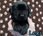 Puppy Lexi Labrador Retriever