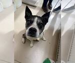 Small American Boston Bull Terrier