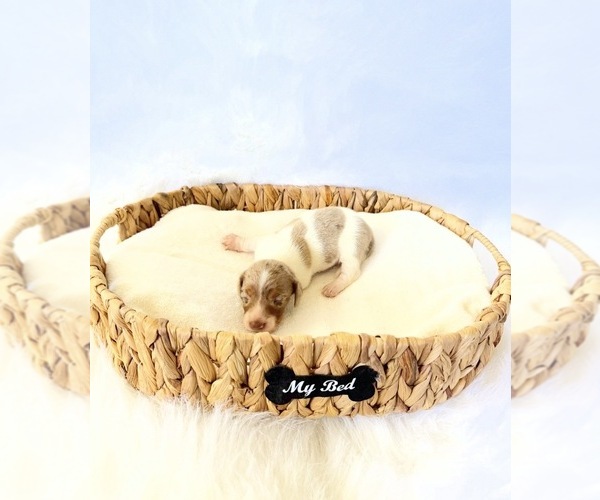Medium Photo #7 Dachshund Puppy For Sale in DAVIS, CA, USA
