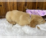 Small Photo #5 Golden Retriever Puppy For Sale in NEOLA, WV, USA