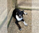 Small Border Collie Mix