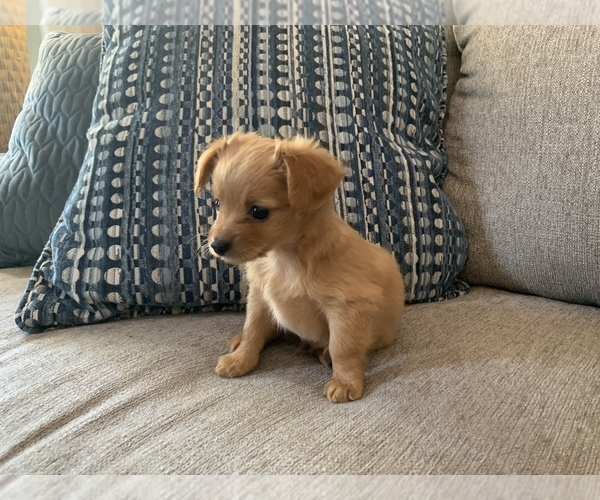 Medium Photo #5 Chiweenie Puppy For Sale in CLOVER, SC, USA
