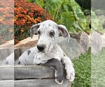 Image preview for Ad Listing. Nickname: Emmett