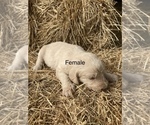 Puppy Cream Female Labradoodle