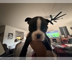 Small #2 Boston Terrier