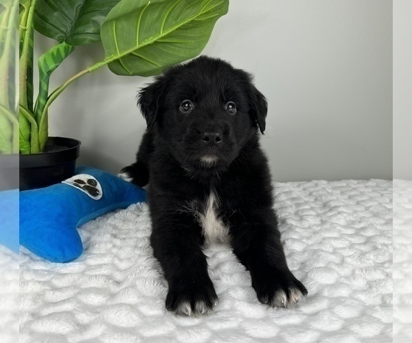 Medium Photo #5 Golden Retriever-Miniature American Shepherd Mix Puppy For Sale in FRANKLIN, IN, USA