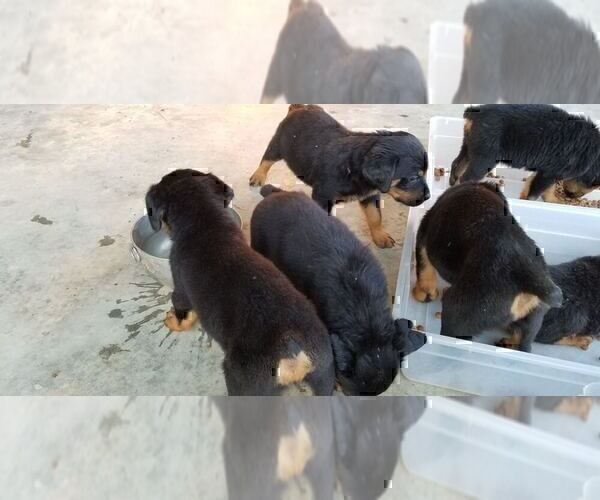 Medium Photo #39 Rottweiler Puppy For Sale in RIEGELWOOD, NC, USA