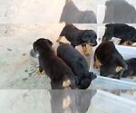 Small Photo #39 Rottweiler Puppy For Sale in RIEGELWOOD, NC, USA