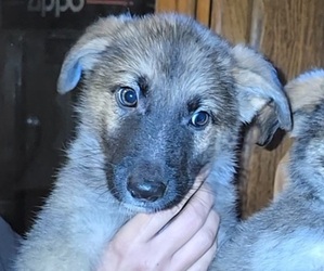 German Shepherd Dog Puppy for sale in CANTON, OH, USA
