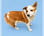 Small #1 Australian Shepherd-Texas Heeler Mix