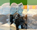 Small Photo #2 Cockapoo Puppy For Sale in ROCHESTER, MN, USA