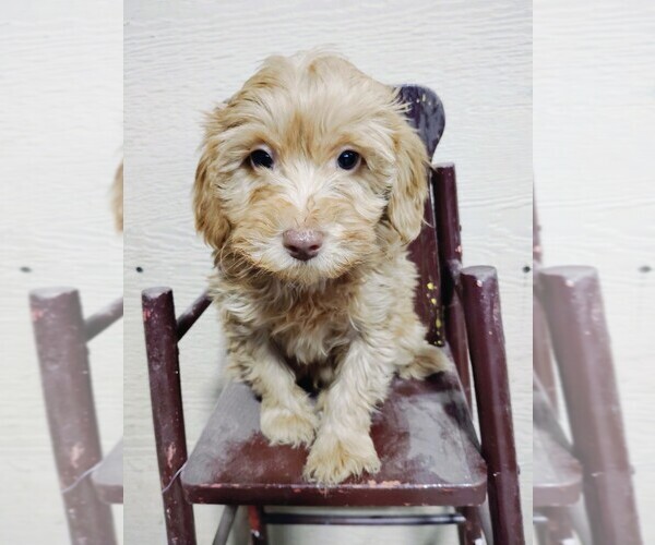 Medium Photo #2 Goldendoodle (Miniature) Puppy For Sale in HINCKLEY, MN, USA