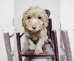 Small #1 Goldendoodle (Miniature)