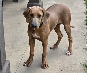 Rhodesian Ridgeback Puppy for sale in BUMPASS, VA, USA