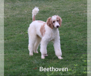 Father of the Goldador Doodle puppies born on 05/18/2026