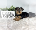 Image preview for Ad Listing. Nickname: Bodhi