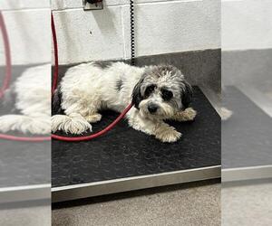 Tibetan Terrier-Unknown Mix Dogs for adoption in Forestville, MD, USA