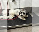 *BAUMAN - Male Tibetan Terrier-Unknown Mix Dog for Adoption - Small photo
