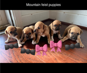 Mountain Feist Puppy for sale in CHESAPEAKE, VA, USA