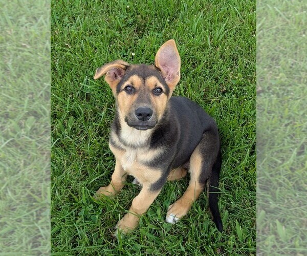 Medium Photo #1 German Shepherd Dog Puppy For Sale in WOODBURN, KY, USA