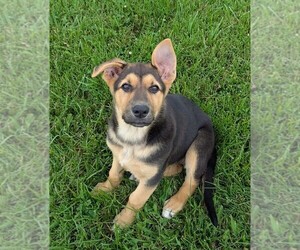 German Shepherd Dog Puppy for sale in WOODBURN, KY, USA