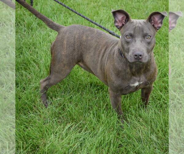 Medium Photo #2 American Staffordshire Terrier-Bulldog Mix Puppy For Sale in Huntley, IL, USA