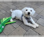 Small #2 Poodle (Miniature) Mix