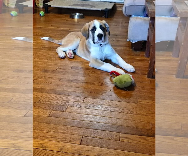 Medium Photo #3 Saint Pyrenees Puppy For Sale in Oro Medonte, Ontario, Canada
