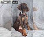 Small #3 Doberman Pinscher