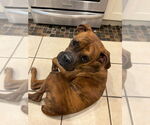 Small #1 Boxer